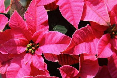 Canlı pembe noktalı çiçekleri, yemyeşil fren ve güneş ışığıyla aydınlatılan tomurcukları olan yakın plan. Kalın renkler ve zengin dokular. Şenlikli ve zarif bir görünüm yaratın. Noel için ideal.