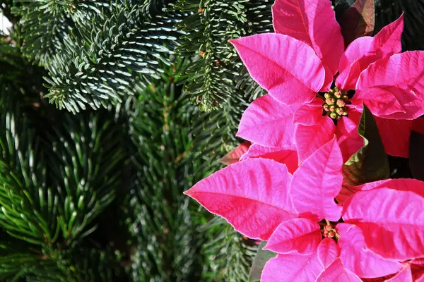 Canlı yeşil yaprakları ve yeşil köknar dalları olan parlak pembe noktalı noktalı çiçekler Noel dekorunu sembolize ediyor. Renklerin zıtlığı tatil temalı görüntülere sıcaklık ve neşe katar.