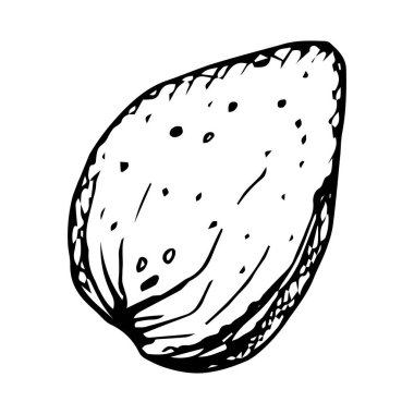 Badem 'in vektör parçası. Siyah mürekkeple çizilmiş bir eskiz. Tek renkli fındık çizimi yemek, botanik malzemeler, menü, tarif kitabı, fırın paketleme ve doğal kozmetik ürünleri için mükemmeldir.