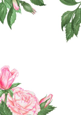 Pembe güller ve yeşil yapraklarla suluboya çiçek çerçevesi. Mesaj atmak için alan şablonu, düğün davetiyeleri için ideal sevgililer günü kartları, bahar tatilleri ya da romantik tasarımlar için. Yüksek kalite