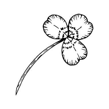 Üç yapraklı yonca. Sapında yapraklar var. Aziz Patrick Günü 'nün sembolü. Mürekkeple çizilmiş siyah beyaz çizim. Çiçek aranjmanları, İrlanda tasarımları, bitki projeleri, iyi şans tılsımları için mükemmel..