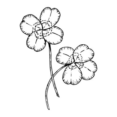 İki şanslı dört yapraklı yoncanın el yapımı siyah beyaz çizimi. Aziz Patrick Günü için mükemmel, iyi şans sembolleri, Kelt gelenekleri, botanik çizimler, ve doğadan esinlenilmiş vintage