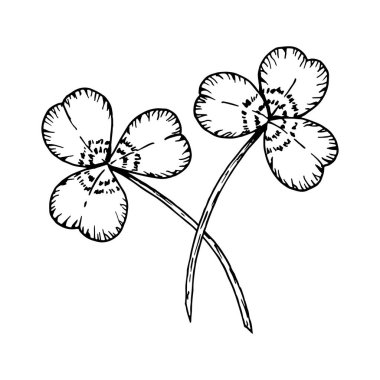 Kesişen iki yoncanın siyah beyaz çizimi. İrlanda geleneklerinin, şansın ve Aziz Patrick Günü 'nün sembolü. Dekorasyonlar, tebrik kartları, çizimler, tasarımlar ve şenlik için mükemmel.