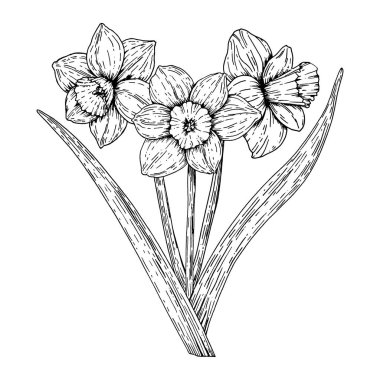Çiçek açan nergislerin el yapımı siyah beyaz çizimi. Bahar ve yenilenmenin sembolü, tebrik kartları, botanik baskılar, çiçek dekoru, davetiyeler, posterler, doğa ilham verici projeler için mükemmel.