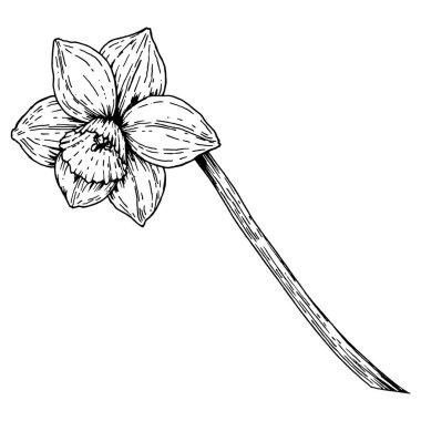 Uzun ve kıvrımlı bir sapın üzerindeki nergis çiçeğinin elle çizilmiş mürekkep çizimi. Çiçek kompozisyonları, botanik sanatı, bahar temaları ve Paskalya süslemeleri için ideal. Yaratıcı projeler ve markalaşma için harika..