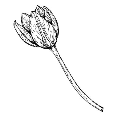 Çiçek açan lale tomurcuğunun elle çizilmiş mürekkep çizimi. Botanik baskılar, tebrik kartları, çiçek ambalajları, tekstil tasarımları ve ev dekorasyonu için mükemmel. Bahar ve romantizm için çok yönlü bir element.