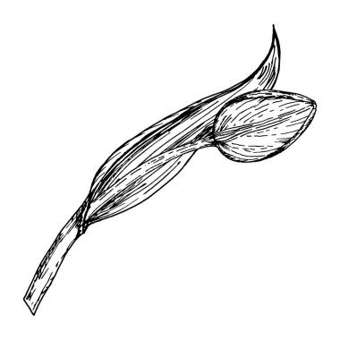 Eğri saplı ve detaylı taç yaprakları olan bir lalenin el yapımı mürekkep çizimi. Botanik projeleri, çiçek tasarımları, ambalajlar, tebrik kartları ve düğün davetiyeleri için mükemmel. Bahar için uygun.