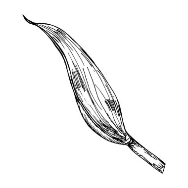 Beyaz arka planda siyah mürekkeple ince lale yaprağı çizimi. Botanik baskılar, dekoratif desenler, doğadan esinlenilmiş sanat, çiçek motifleri, çevre dostu markalar, hediye paketleme ve...