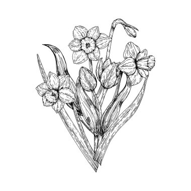 Nergis ve lalelerin yer aldığı bir buketin detaylı mürekkep çizimi. Tebrik kartları, tekstil, markalaşma, ambalaj, duvar sanatı, botanik çizimler, posterler, dijital baskılar, mevsimsel