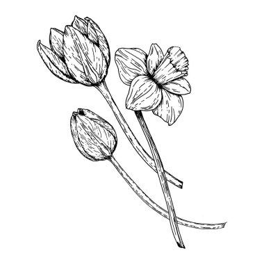 Siyah beyaz el, çiçek açan lale ve nergis çiçeğinin resimlerini çizdi. Bahar projeleri, botanik baskılar, Paskalya, Uluslararası Kadınlar Günü ve 8 Mart tebrik kartı tasarımları için mükemmel..
