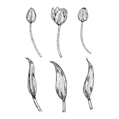 Lale çiçeği tomurcuklarının ve yapraklarının farklı safhalardaki siyah ve beyaz çizimleri. Botanik temalar, bahar projeleri, çiçek kompozisyonları ve eğitim materyalleri için elverişli.