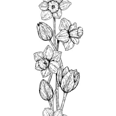 Çiçeksiz, el çizimi bahar çiçekleri nergis ve laleler de dahil. Paskalya, ambalaj, tebrik kartları, sınırlar ve tekstil desenleri için siyah ve beyaz botanik çizimleri