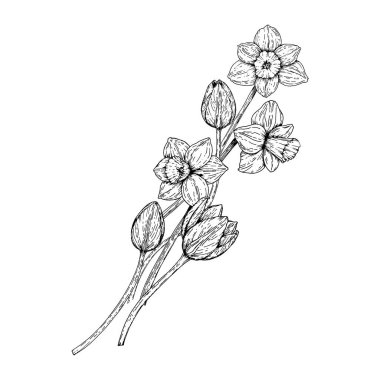 Lale ve nergislerle el çizimi bahar çiçekleri. Paskalya, Kadınlar Günü için siyah beyaz botanik çizimi, tebrik kartları, çiçek tasarımları, ambalajlar ve mevsimlik dekorasyonlar.