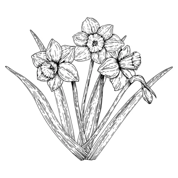 Çiçek açan nergis çiçeğinin uzun yapraklı bir resmi. Tek renkli mürekkep eskizi, klasik çizgi sanat tarzında. Bahar tasarımları, Paskalya dekorasyonu ve 8 Mart tebrik kartları için mükemmel.