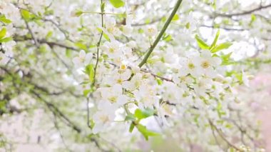 Narin bahar çiçekleriyle açan beyaz ağaç dalları rüzgarda hafifçe sallanıyor. Taze yeşil yapraklar ve yumuşak güneş ışığı bahçede barışçıl ve doğal bir bahar havası yaratır.