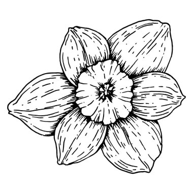 El çizimi narsisli çiçek, tam çiçeklenme, ön manzara. Altı taç yaprağı ve merkezi trompetle bahar nergisinin detaylı siyah beyaz botanik çizimi. Çiçek projeleri için mürekkep çizimi mükemmel.