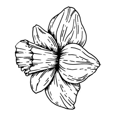 Çiçek açan narsislerin yan görünüşü. Ayrıntılı taç yaprakları ve trompetle siyah beyaz nergis çizilmiş zarif bir el. Botanik çizimler, doğa baskıları ve ilkbahar kırtasiyesi için ideal.