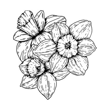 Çiçek açan narsislerin vektör çizimi, siyah beyaz mürekkeple çizilmiş eller. Ayrıntılı monokrom botanik kümesi, bahar temaları, çiçek desenleri, Paskalya, kartlar ve ambalaj için mükemmel..