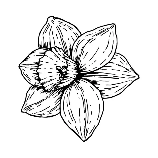 Tek bir narsisli çiçeğin vektör çizimi, üst manzara. El çizimi siyah-beyaz bahar nergis çiçeği sanatı, botanik baskılar, Paskalya dekoru, ambalaj ve mevsimlik
