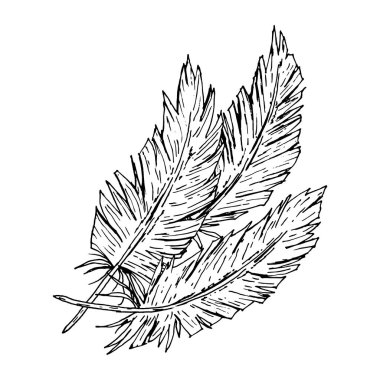 Mürekkeple çizilmiş üç kuş tüyünün vektör çizimi. El çizimi, desenli çizgiler ve pürüzlü kenarlar. Dövme tasarımı, logo, kırtasiye, ambalaj, tekstil ve zanaat projeleri için mükemmel