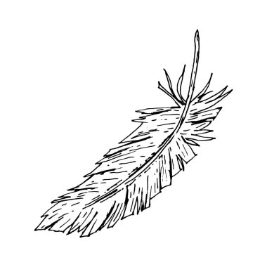 İnce desenli ve düzensiz kenarlı tek bir kuş tüyünün el çizimi mürekkep çizimi. Monokrom çizgisi sanat tarzı. Düğün kırtasiyesi, kumaş baskısı ya da doğa temalı projeler için mükemmel.