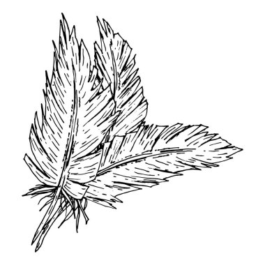 Mürekkep çizgisi tarzında çizilmiş üç el tüyünün vektör çizimi. Boho düğünü, çiftlik markalaşması, kabile el sanatları, yerli esinlenilmiş parti veya kırsal tekstil tasarımı için tek renkli taslak.