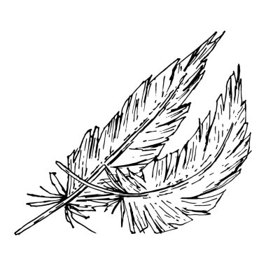 İki sanatsal tüy ve desenli mürekkep çizgilerinin vektör çizimi. Kabile temalı dekorlar, doğal ürün etiketleri, kırsal düğün tasarımları, bohem modası ve etnik sanatlar için ideal.