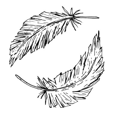 Dairesel bir bileşim oluşturan iki kıvrımlı tüyün vektör çizimi. Bohem logolar, düğün dekorları, kabile el sanatları, doğal kozmetik ambalajları ve kırsal tekstil baskıları için mükemmel..