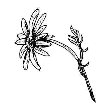 Yan dalı ve yaprakları papatya gibi olan bir çiçeğin botanik mürekkep çizimi. Çiçek tasarımı, bitki tasarımı, çevre dostu ambalaj, bitki tanımlama ve doğa sanatı için el çizimi sanatı.