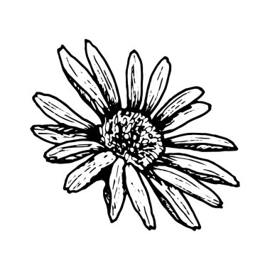 Papatya, rudbeckia ya da echinacea 'ya benzeyen siyah beyaz bir çiçek kafası çizimi. Detaylı yapraklı el yapımı botanik element, bitkisel, çiçeksel ve eğitici tasarım amaçları için idealdir.