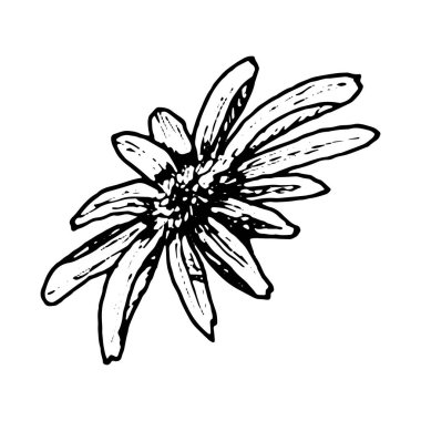Papatya, rudbeckia ya da echinacea 'ya benzeyen bir çiçeğin siyah beyaz botanik çizimi. Bitkisel tasarım, doğal kozmetik, kartpostallar, ambalaj ve dekorasyon için elle çizilmiş mürekkep çizimi