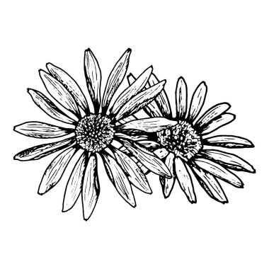 Dar yapraklı, çiçek açan iki çiçeğin siyah beyaz çizimi. Papatya, ekinezya, rudbeckia ya da Calendula 'yı temsil edebilir. Kartpostallar, bitkisel ambalajlar veya ekolojik markalar için birebirdir.