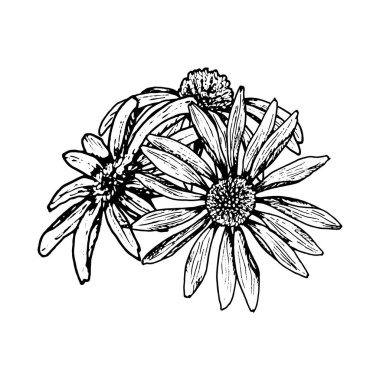 Çiçek açan üç çiçeğin siyah beyaz çizimi. Papatya, ekinezya, rudbeckia ya da calendula olarak stilize edilmiş. Botanik projeleri, kartpostallar, ambalajlar veya bitkisel etiketler için mükemmel