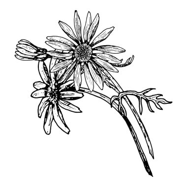 İnce yapraklı üç kır çiçeğinin botanik mürekkep çizimi. Çiçekler papatya, ekinezya, calendula ya da rudbeckia 'ya benzeyebilir. Botanik baskılar ve bitkisel projeler için harika.
