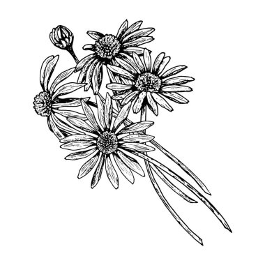 Verimli bir çiçek buketinin detaylı siyah beyaz çizimi. El yapımı kompozisyon, ekinezya, papatya, rudbeckia ya da takviyeyi temsil edebilir. Kartlar, botanik baskılar ve ambalaj için mükemmel