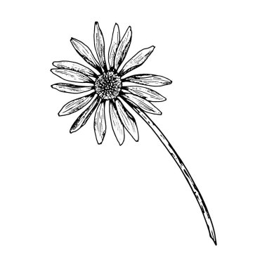 Kavisli bir sapta tek bir kır çiçeğinin botanik çizimi. Papatya, calendula, echinacea ya da rudbeckia 'ya benzeyebilir. Çay paketleme, kozmetik etiketler, tatil kartları ve eko tasarım için mükemmel.