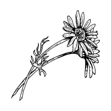 Papatya gibi kafaları ve dar yaprakları olan bir kır çiçeğinin el çizimi. Bitkisel temalar, şifalı bitkiler, çay ambalajı veya kozmetik tasarım için mükemmel.