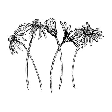İnce saplı ve detaylı taç yapraklı beş kır çiçeğinin botanik çizimi. Siyah ve beyaz el kompozisyonu, papatya, ekinezya ve benzer otlardan oluşmaktadır. Parmak izi için ideal.