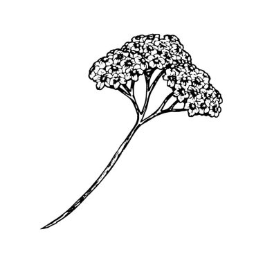 Kümelenmiş minik çiçekleri ve uzun bir gövdesi olan siyah-beyaz bitki örtüsü çizimi. El çizimi mürekkep çizimi bitkisel paketleme, doğa baskıları, botanik tasarım projeleri için mükemmel.