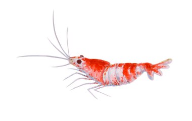 Kırmızı ve beyaz çizgili karides. Crystal Red Shrimp ya da Cleaner Shrimp 'e benzer bir kabuklu deniz ürününün suluboya çizimi. Okyanus yolculuğu, dalış, akvaryumlar, deniz ürünleri ve resif tasarımları için harika.
