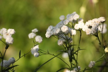 Çift çiçekli Achillea Ptarmica hapşırığı çiçekleri yeşil bulanık arka planda. Yumuşak güneş ışığıyla yaz otlağı yakın çekim. Doğal çiçek dokusu ve bahçe sahnesi