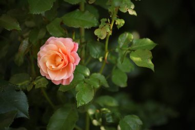 Çiçek açan şeftali pembesi gül yemyeşil bir çalılıkta, yumuşak doğal ışıkla yakalanır. Detaylı yapraklar ve çiçek desenli yaz bahçesi atmosferi. Sakin botanik arkaplan