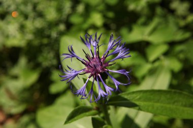Çiçek açan bir dağ çiçeği olan Centaurea Montana 'nın yakın plan fotoğrafı. Mor taç yaprakları ve yeşil yapraklı arka planda koyu renk bir merkezi var. Doğal güneş ışığı ve seçici odaklanma çiçeği vurgular. Bulanık arkaplanda metin için boşluk var.