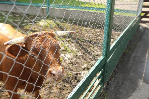 Güneşli bir günde, çitlerin arkasında boynuzlu kahverengi bir inek. Hayvan kameraya doğru bakıyor ve arka planda çitlerle çevrili alan ve yol görünüyor.