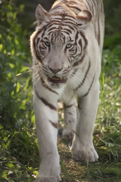 Hayvanat bahçesi etrafındaki yeşil çimlerde yürüyen beyaz kaplan doğrudan kameraya bakıyor. Hayvan, doğal ışık ve yapraklarla çevrili odaklanmış bir ifade ve güçlü bir hareket sergiliyor.