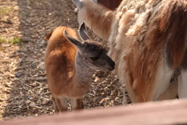 Açık havada güneşli bir yerde annesinin yanında duran genç Crissa. Bebeğin yumuşak kahverengi ve gri kürkü, yetişkinlere yakın burun sürtünmeleri, saman kaplı zemin ve ahşap çitlerle çevrili