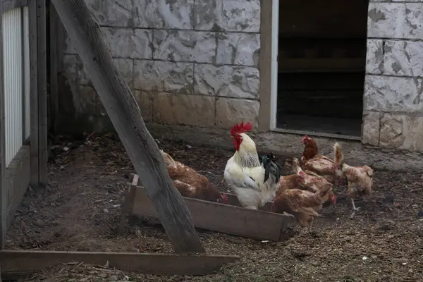 Bir grup tavuk ve bir horoz kırsal bir çiftlikteki ahşap bir besleyicinin etrafında toplandılar. Sahnede taş bir duvar, açık bir ahır kapısı, yere saçılmış yem ve doğal bir kırsal alan yer alıyor.