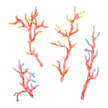 Sarı ve mavi uçlu kırmızı ve turuncu mercan dalları. El boyaması deniz bitkileri okyanus temalı tasarım ve sualtı kompozisyonları için saydam arka planda izole edilmiş..