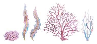 Mor, pembe ve mavi renklerde suluboya deniz bitkileri ve mercan koleksiyonu. El yapımı su altı bitki örtüsü elementleri şeffaf arka planda izole edilmiş, okyanus tasarımları için mükemmel..