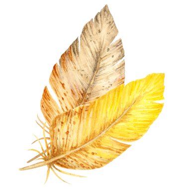 Sıcak sarı ve kahverengi tonlarda iki kuş tüyünün suluboya çizimi. Bahar tasarımları, boho stili, Paskalya dekoru ve kırsal doğa projeleri için doğal elle boyanmış kompozisyon
